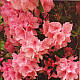 Azaleas