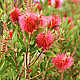 Bottle Brush