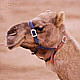 Camels in outback Australia