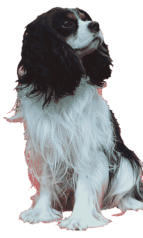 Cavalier King Charles Spaniel - cyber patrol dog.