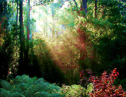 Dandenong Ranges - daybreak