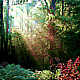 Dandenong Ranges - rain forest
