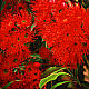 Flowering Red Gum