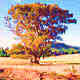 Australian Gum Tree - Ovens Valley Highway