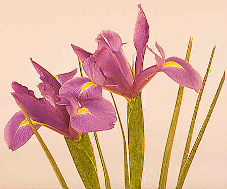 Irises