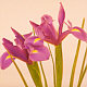Irises