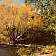 King River - Wangaratta - Victoria - Australia