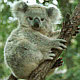 Koala - bear like marsupial and native animal of Australia