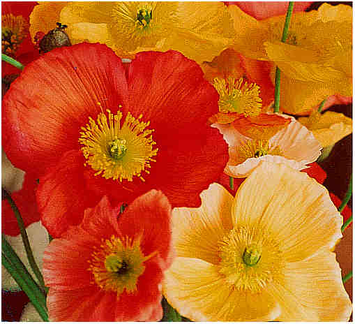 Poppies - beautiful flower - a computer image