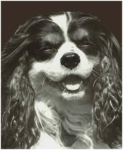 Cavalier King Charles Spaniel - close-up photograph