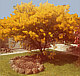 Wattle Tree