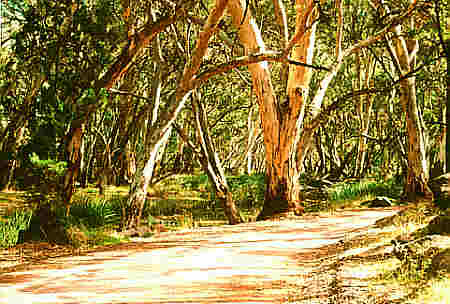 Wilpena Pound in the Flinders Ranges - typical bush